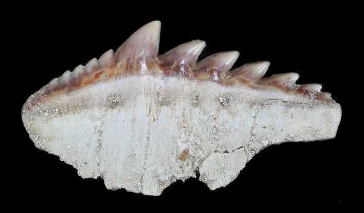 Fossil Cow Shark (Hexanchus) Tooth - Morocco #35022